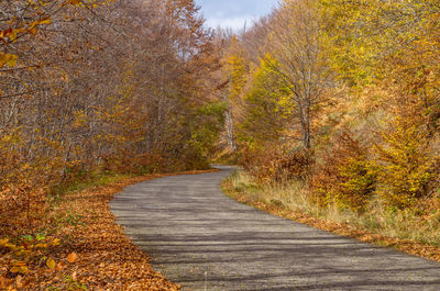 Road passing through forest