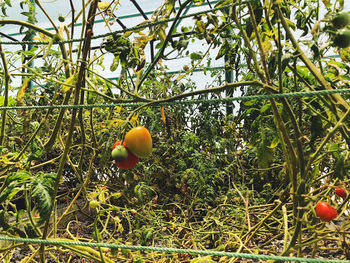 Fruits growing on tree