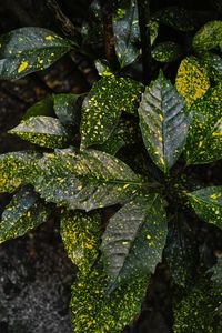 High angle view of plant growing on land