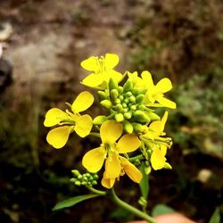 Close-up of yellow flowers blooming outdoors