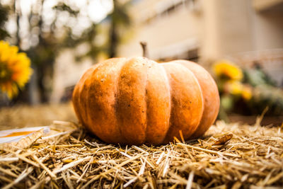 Orange pumpkin sitting in field. pumpkin in the hay. autumn. harvest.