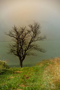 Bare tree on field against sky