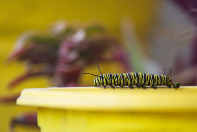 Close-up of insect on flower