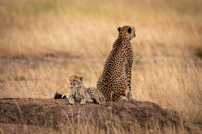 Cheetah on land