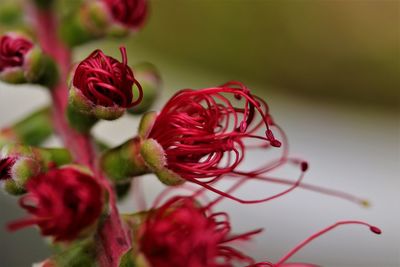 Close-up of red rose bud