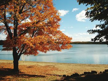 Scenic view of trees during autumn