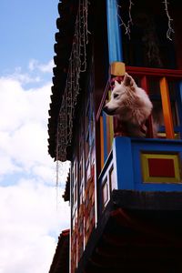 Low angle view of a bird against building