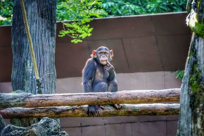 Monkey sitting on wood in zoo