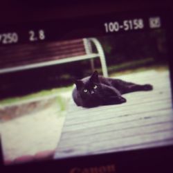 Cat on wooden floor