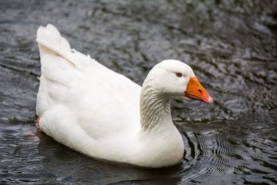 Birds in the lake