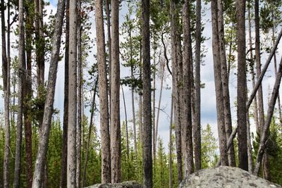 Pine trees in forest