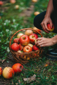 Midsection of apples in basket on field