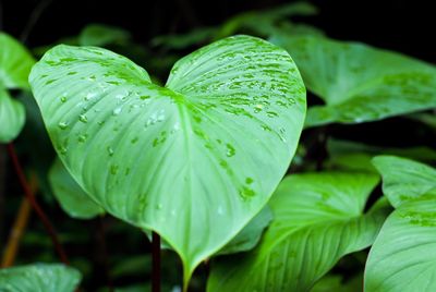 Close-up of wet plant