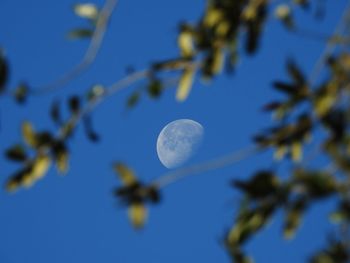 Low angle view of tree against sky at night