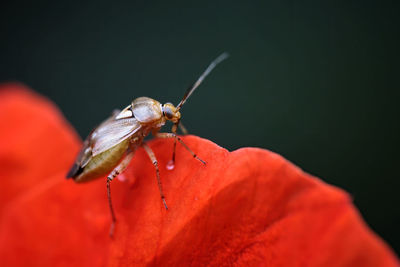 Close-up of insect