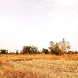 Trees on field against clear sky