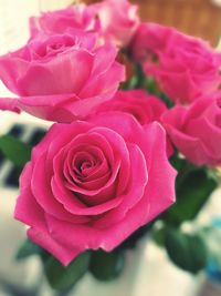 Close-up of pink rose