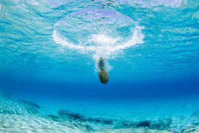 Fish swimming in sea