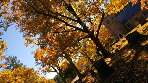 Low angle view of autumnal trees