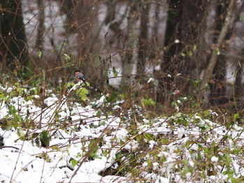 Bird perching on tree in forest during winter