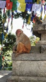 Monkey sitting in a temple