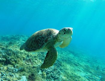 Close-up of turtle swimming in sea