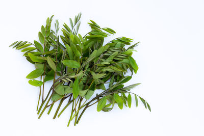 Close-up of fresh green leaves against white background