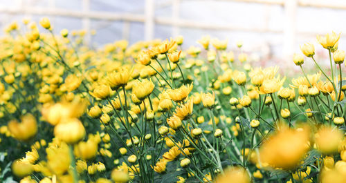 Close-up of yellow flowers on field