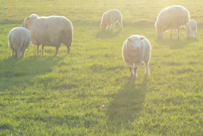 Sheep grazing in a field