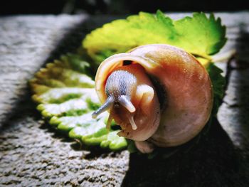 Close-up of snail on leaf