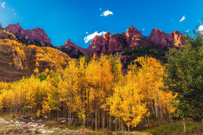 Scenic view of forest against sky during autumn