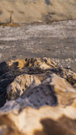 Close-up of wood look  like rock on shore