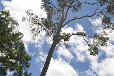 Low angle view of trees against sky