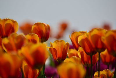 Close-up of tulips