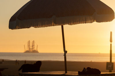 View of an animal sitting on beach