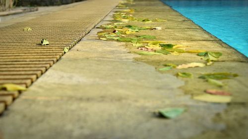 Surface level of leaves
