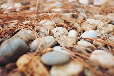 Close up of shells