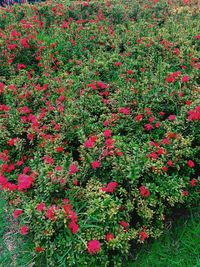 Red flowers blooming outdoors