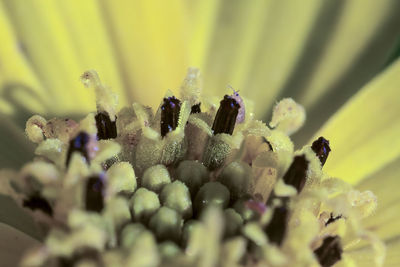 Close-up of yellow flowers