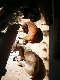 High angle view of dog on floor