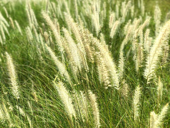 Full frame shot of wheat growing on field