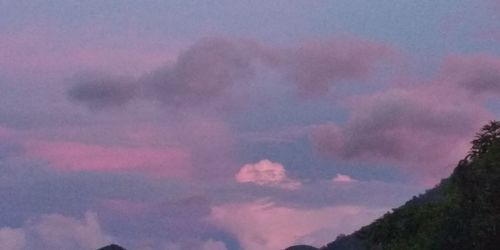 Low angle view of pink and trees against sky