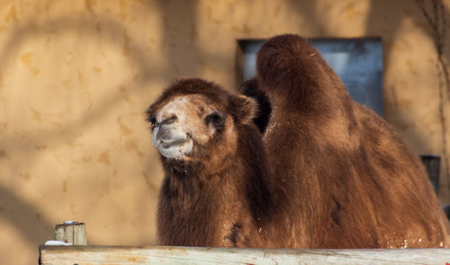 Close-up of an animal in zoo