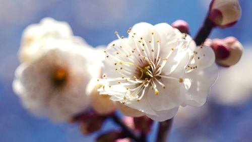 Close-up of white flowers