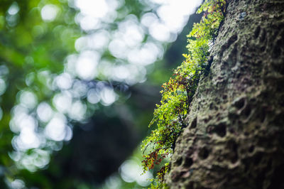 Close-up of moss growing on tree trunk