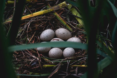 High angle view of eggs in nest