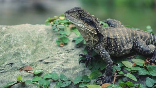 Close-up of lizard on plant