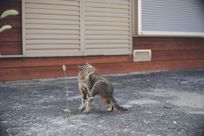 Stray cat on fukue island, goto islands, nagasaki prefecture japan