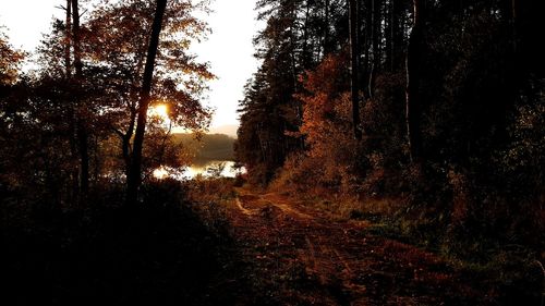 Trees in forest during autumn