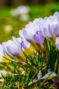 Close-up of purple crocus flowers on field